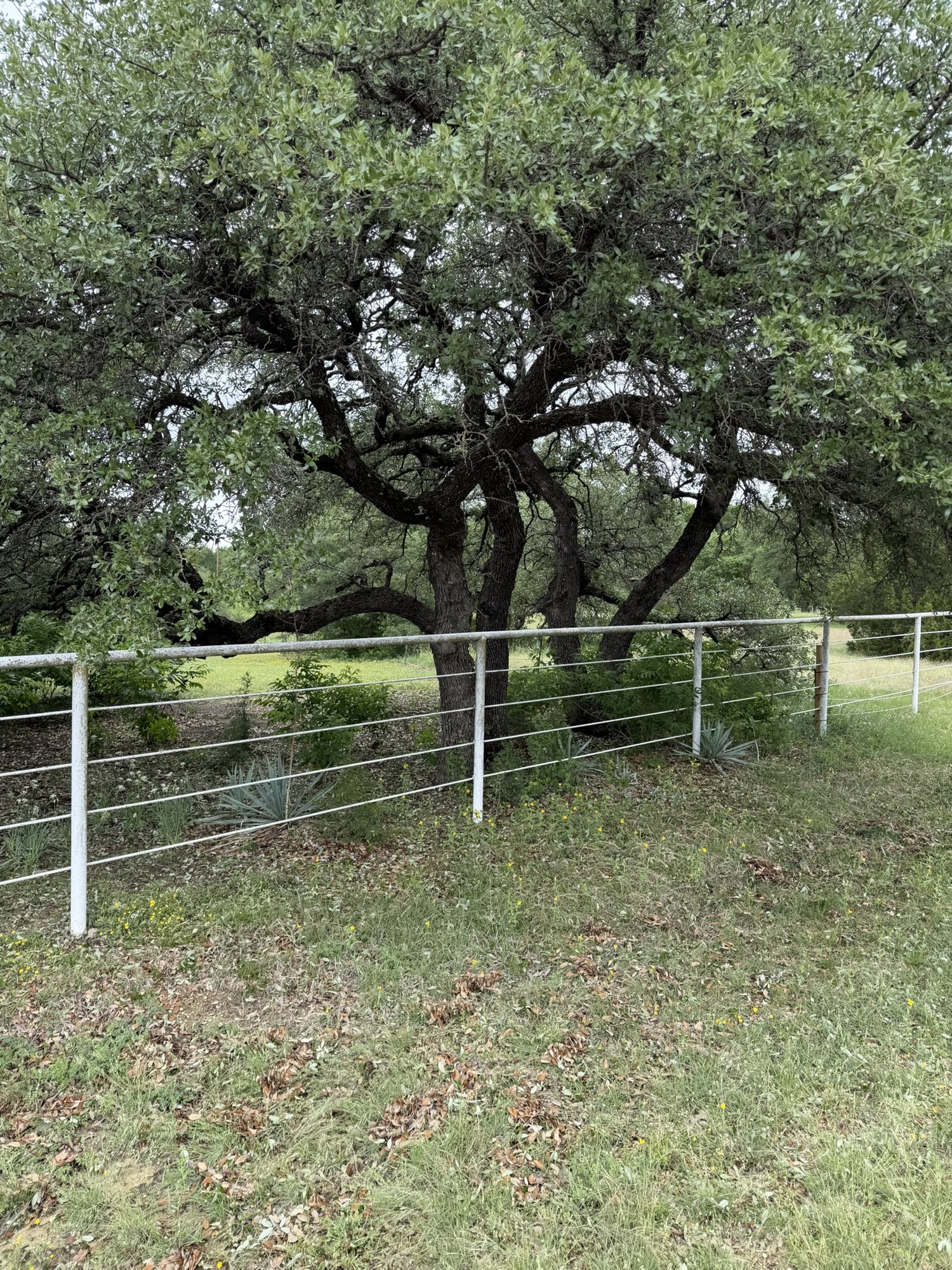 BlueJack Ranch