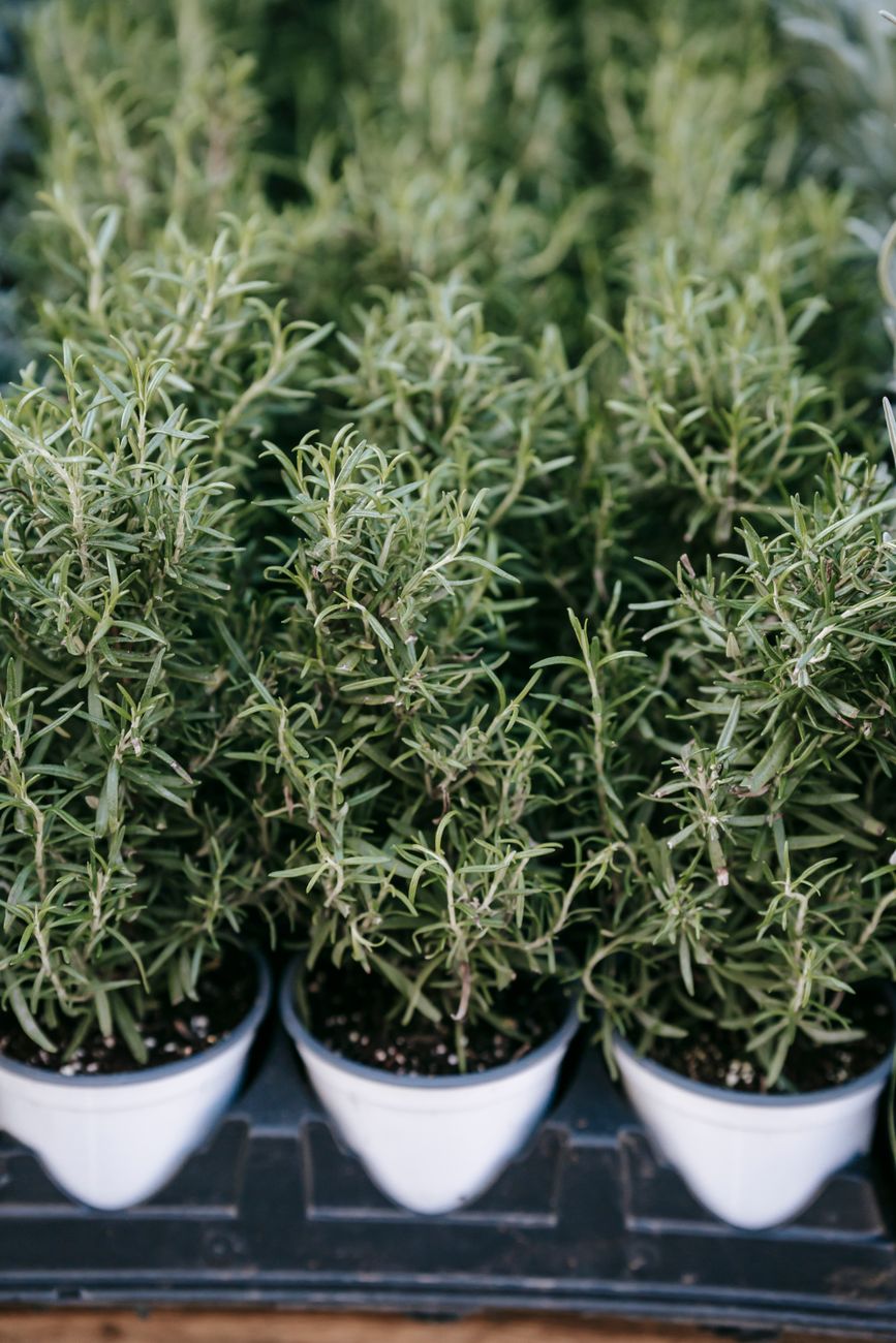 2. ROSEMARY HELPS YOU REMEMBER